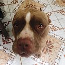 Fotos de perritos. Projekt z dziedziny Fotografia użytkownika Montse Rueda - 19.01.2021