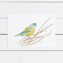 Aves de la Patagonia en Acuarela . % Nadia Altaparro tarafından hazırlanan Geleneksel illüstras, on, Sulubo, Ve a Resim projesi - 01.19.2021