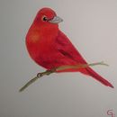 Mi Proyecto del curso: Ilustración naturalista de aves con acuarela. Un progetto di Illustrazione naturalistica di Lupita Lucio - 19.01.2021