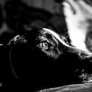 Mi Proyecto del curso: Introducción a la fotografía de perros. Un proyecto de Fotografía de Juan Tilve - 20.01.2021