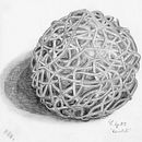 Erste Schritte. Een project van  Botanische illustratie van Susanne - 22.01.2021