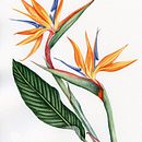 Mi Proyecto del curso: Acuarela botánica: ilustra la anatomía de las flores. Un proyecto de Ilustración botánica y Pintura a la acuarela de middling_love - 24.01.2021