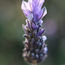 Mi Proyecto del curso: Técnicas básicas de prensado botánico (introducción al curso). Un progetto di Fotografia e Fotografia artistica di José Vergara Cueto - 24.01.2021