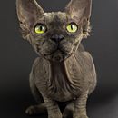 Mi Proyecto del curso: Introducción a la fotografía de perros. Un projet de Photographie de studio, Photographie, Photographie de portrait, Photographie documentaire, Photographie lifest, le , et Photographie intérieure de David Gonzalez Zamora - 26.01.2021