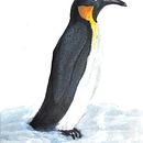 Mi Proyecto del curso: Ilustración naturalista de aves con acuarela. Un progetto di Pittura ad acquerello, Illustrazione tradizionale, Disegno realistico e Illustrazione naturalistica di Ivania Asencio Plaza - 27.01.2021