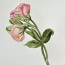 Lisianthus . Botanical Illustration project by Carolina De La Prida - 01.29.2021