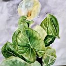 Cala . Botanical Illustration project by Carolina De La Prida - 01.30.2021