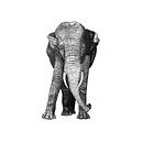 Fineliner drawing- elephant. Un proyecto de Dibujo de Radics Zoltan - 30.01.2021