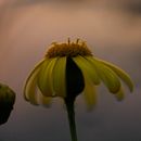 Mi Proyecto del curso: Introducción a la fotografía digital. Un proyecto de Fotografía de Mariana González Rodríguez - 30.01.2021