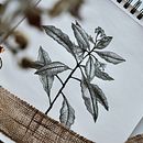 My project in Blackwork Tattoo Design course. Desenho artístico, Ilustração botânica, Criatividade, Ilustração com tinta, Ilustração naturalista, Desenho a lápis, Desenvolvimento de portfólio, Sketchbook, Esboçado, e Desenho de tatuagens projeto de Anette Krištofová - 29.01.2021