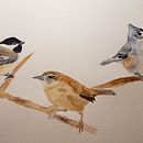 Bird composition 1. Een project van Aquarelschilderen van Keri Panatier - 31.01.2021