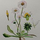 My project in Botanical Watercolor: Illustrate the Anatomy of Flowers course. Watercolor Painting project by beata_p - 01.31.2021