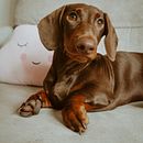 Mi Proyecto del curso: Fotografía lifestyle de perros Ein Projekt aus dem Bereich Fotografie von maitane_renart - 31.01.2021