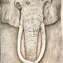 Elephant. Un proyecto de Dibujo a lápiz de Paolo Mongillo - 31.01.2021