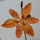 Meu projeto do curso: Aquarela botânica: ilustre a anatomia das flores. Un projet de Beaux Arts , et Artisanat de Luiza Alana Aparecida dos Santos - 31.01.2021