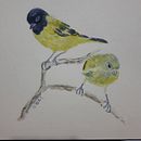 Mi Proyecto del curso: Acuarela artística para ilustración de aves  Cabecitanegra. Een project van Traditionele illustratie, Aquarelschilderen, Realistische tekening y Naturalistische illustratie van Cecilia Legaspe - 03.02.2021