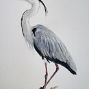 My project in Naturalist Bird Illustration with Watercolors course. Un projet de Illustration traditionnelle , et Aquarelle de hannahelena - 06.02.2021