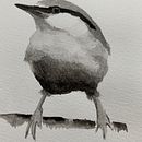My project in Artistic Watercolor Techniques for Illustrating Birds course. Projekt z dziedziny Malowanie akwarelą użytkownika annelies_geeraert - 06.02.2021