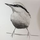 My project in Artistic Watercolor Techniques for Illustrating Birds course. Un projet de Aquarelle de fionawill - 07.02.2021