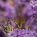 The Danaid eggfly Ein Projekt aus dem Bereich Aquarellmalerei von s_sreeranjani - 07.02.2021