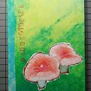 Mushroom book . % addasenta tarafından hazırlanan Ciltçilik projesi - 02.07.2021