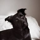 Mi Proyecto del curso: Fotografía lifestyle de perros / Marca CHANDA  Ein Projekt aus dem Bereich Fotografie, Architektonische Fotografie, Artistische Fotografie, Porträtfotografie, Außenfotografie, Interieurfotografie, Lifest, le-Fotografie, Fotografie für Instagram und Werbefotografie von Laura Peña - 08.02.2021