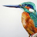 Kingfisher in watercolor: updated . % masayasu yamamoto tarafından hazırlanan Doğalcı İllüstras, on, Sulubo, Ve a Resim projesi - 02.09.2021
