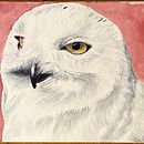 Snowy Owls . Lukisan Cat Air proyek oleh Michael Angelis - 02.09.2021