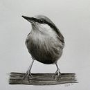 My project in Artistic Watercolor Techniques for Illustrating Birds course. Watercolor Painting project by jennyteabagsews - 02.11.2021