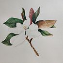 Mi Proyecto del curso: Ilustración botánica con acuarela. Un progetto di Belle arti di JESSICA RUIZ - 13.02.2021