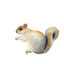 Grey Squirrel. Drawing, Fine Arts, Traditional illustration, Naturalistic Illustration, Painting, and Watercolor Painting project by freja - 09.15.2020