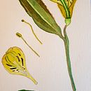 Botanical Illustration Final Project . Pictură în acuarelă de Melanie Teegarden - 02.15.2021