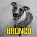 BRONCO. Projekt z dziedziny Pisanie użytkownika Christian Velásquez Valdivia - 16.02.2021