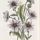 Daisy Illustration illustrations. Un proyecto de Ilustración botánica, Bellas Artes, Ilustración tradicional, Ilustración con tinta, Ilustración naturalista				 y Pintura a la acuarela de Debora Calzaccia - 10.02.2021
