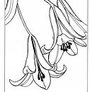 ilustracion botanica1. Un progetto di Illustrazione botanica e Illustrazione con inchiostro di Lucia Lara - 17.02.2021