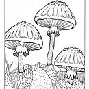 ilustracion botanica 2. Un progetto di Illustrazione botanica e Illustrazione con inchiostro di Lucia Lara - 17.02.2021
