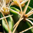 Una mirada diferente a mi jardín. Een project van Fotografie van Ilse Plauchu Frayn - 18.02.2021