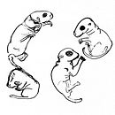 "How to Draw Dumb looking Animals" (in collaboration with Gayle Towell) and some old work... . % Marylea Quintana tarafından hazırlanan 2D Animas, on, Ve Çizim projesi - 02.19.2021
