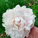 Project Board for class: Colored Marker Techniques for Manga. Traditional illustration project by Erica Southworth - 02.21.2021