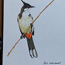 Red Whiskered Bulbul. Ilustração naturalista projeto de tinavaz_g - 22.02.2021
