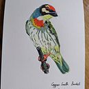 Coppersmith Barbet. Ilustração naturalista projeto de tinavaz_g - 22.02.2021