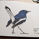 Magpie Robin. Ilustração naturalista projeto de tinavaz_g - 22.02.2021