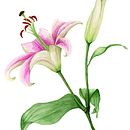 My project in Botanical Illustration with Watercolors course. Un progetto di Illustrazione botanica, Illustrazione naturalistica e Pittura ad acquerello di Lea Morgan - 26.02.2021