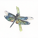 Final Project - Modern Watercolor Techniques course. Un proyecto de Ilustración infantil, Ilustración tradicional, Ilustración con tinta, Ilustración naturalista				 y Pintura a la acuarela de Cas Thomson - 25.02.2021