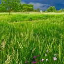 Nature Photography . Fotografi Digital, Dan Fotografi Seluler proyek oleh Sharon Bousquet - 02.25.2021