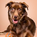 Mi Proyecto del curso: Introducción a la fotografía de perros. Un proyecto de Fotografía y Fotografía de retrato de jose ovalles - 28.02.2021
