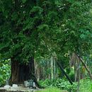 Folk. Un progetto di Cinema, video e TV di Shridhar A P - 27.09.2020