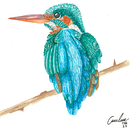 Ilustración naturalista de aves con acuarela. Un proyecto de Ilustración naturalista				 de Andrea Bustos León - 02.03.2021