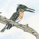 Giant Kingfisher in coloured pencil. Projekt z dziedziny Trad, c, jna ilustracja, Ilustracja naturalist, czna, R i sunek ołówkiem użytkownika Claudia Risch - 05.03.2021