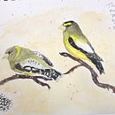 Evening Grosbeaks Ein Projekt aus dem Bereich Aquarellmalerei von joconnor3329 - 27.03.2021